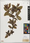 Foto von Salix myrsinifolia Salisb.